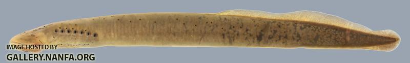 Ichthyomyzon castaneus Chestnut Lamprey 2808
