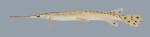 Lepisosteus osseus Longnose Gar 2868