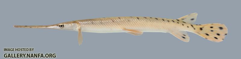 Lepisosteus osseus Longnose Gar 2868