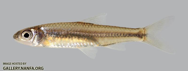 Notropis volucellus 3695-1 Mimic Shiner 