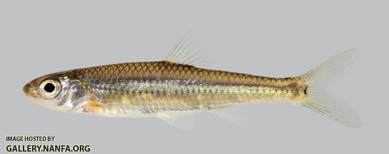 Notropis greenei Wedgespot Shiner  3719-2