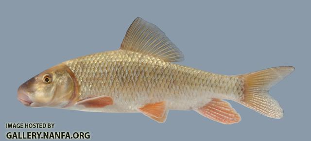 Moxostoma anisurum Silver Redhorse  3025