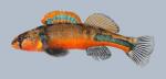 Etheostoma punctulatum Stippled Darter 018 