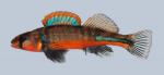 Etheostoma punctulatum Stippled Darter 79-1