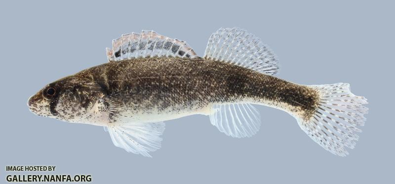 Etheostoma punctulatum Stippled Darter 261