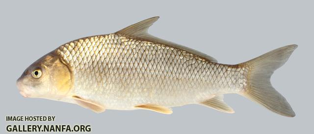 Carpiodes carpio River Carpsucker 1018-1