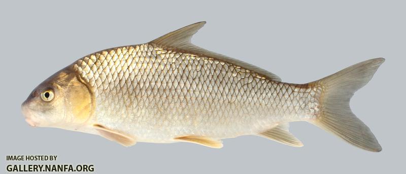 Carpiodes carpio River Carpsucker 1018-1