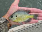 bluegill