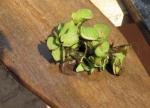 giant salvinia