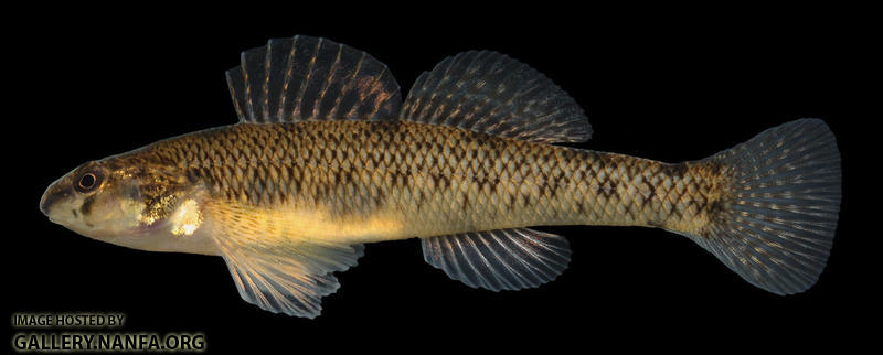 Etheostoma nigrum