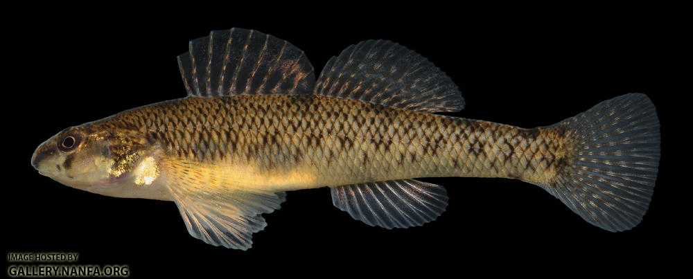 Etheostoma nigrum