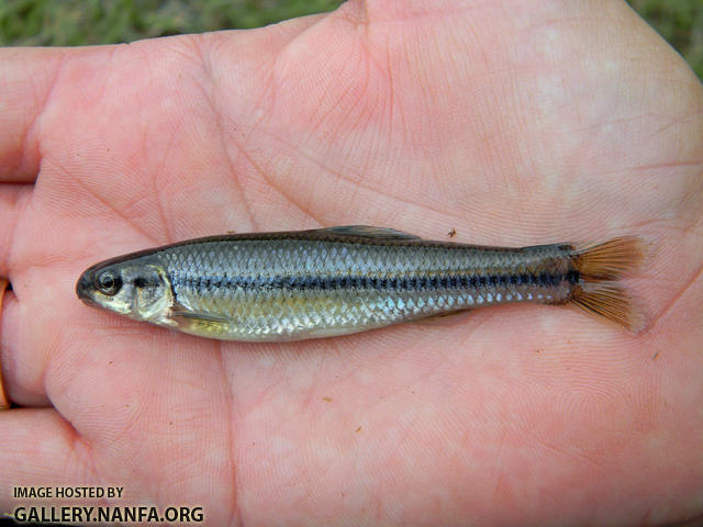 bluntnose minnow