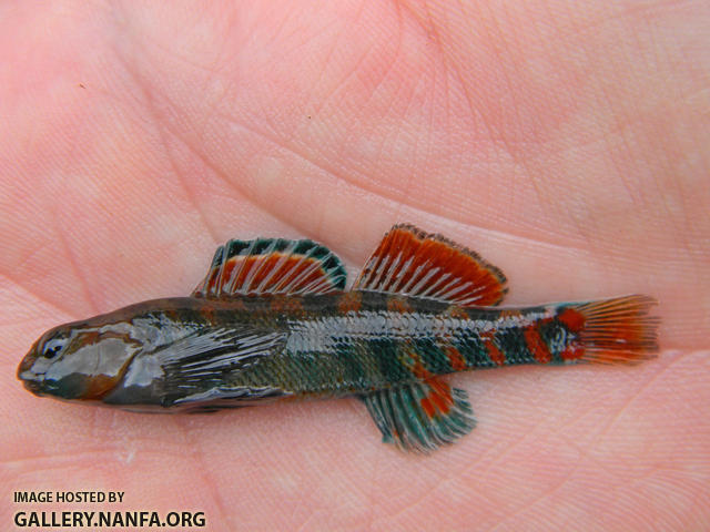 orangethroat darter Blue River OK