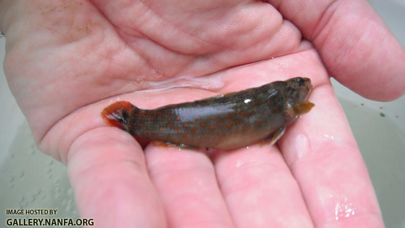 Bloodfin Darter 6.JPG