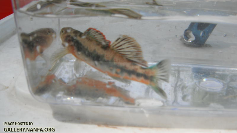 Eastrim Darter 1.JPG