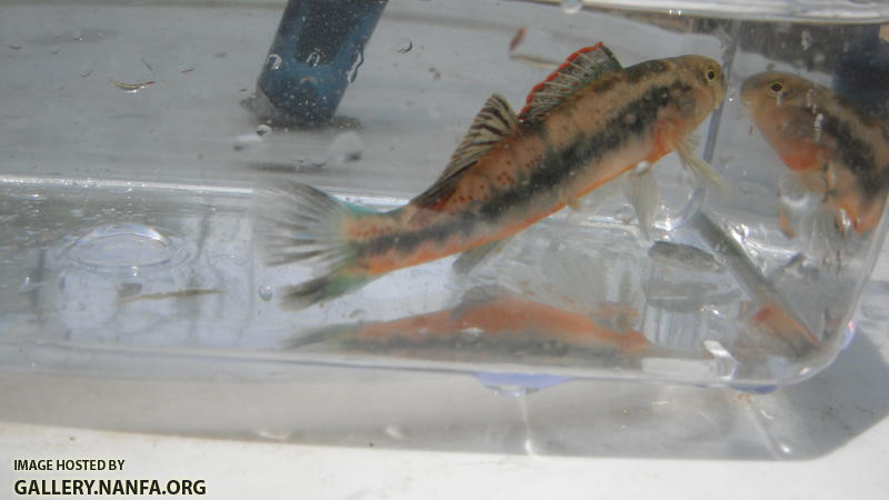 Eastrim Darter 2.JPG