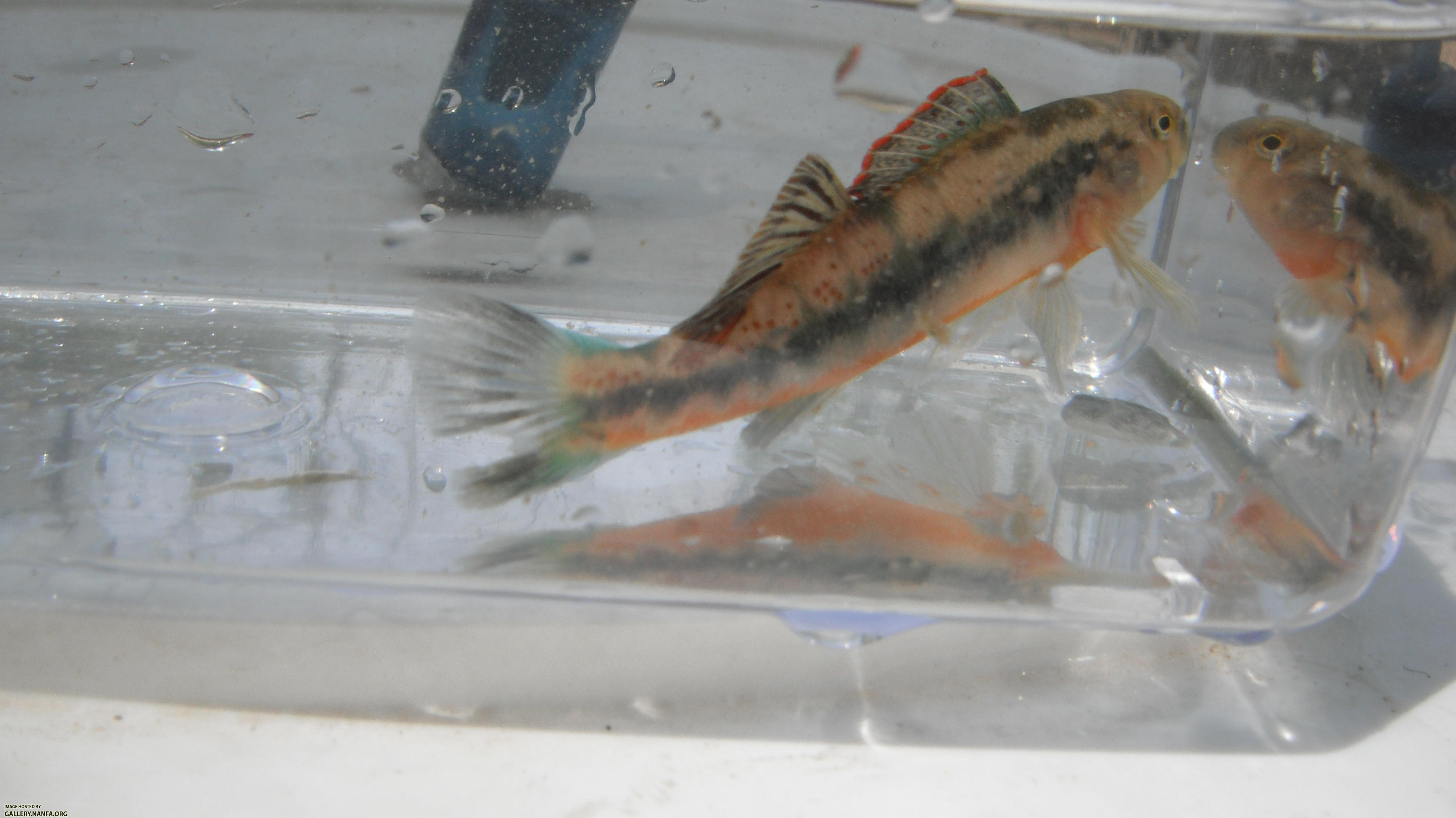 Eastrim Darter 2.JPG