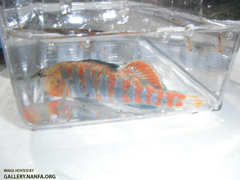 Orangethroat Darter 07.JPG
