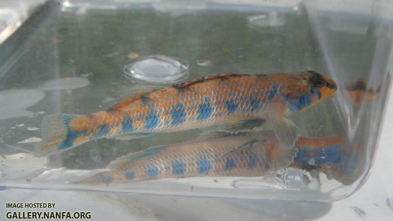 Speckled Darter 4.JPG