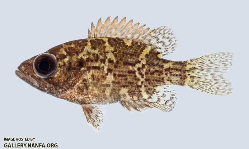 Ambloplites constellatus Ozark Bass 198