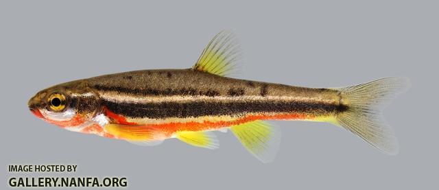 Chrosomus erythrogaster Southern Redbelly Dace 051-1 