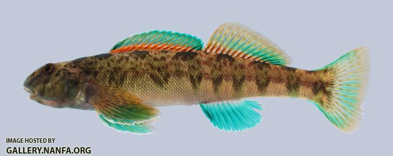 Etheostoma blennioides Greenside Darter 285
