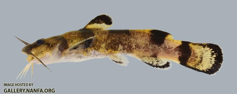Noturus flavater Checkered Madtom 891