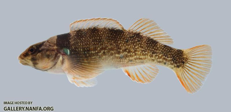 Etheostoma juliae Yoke Darter 2078