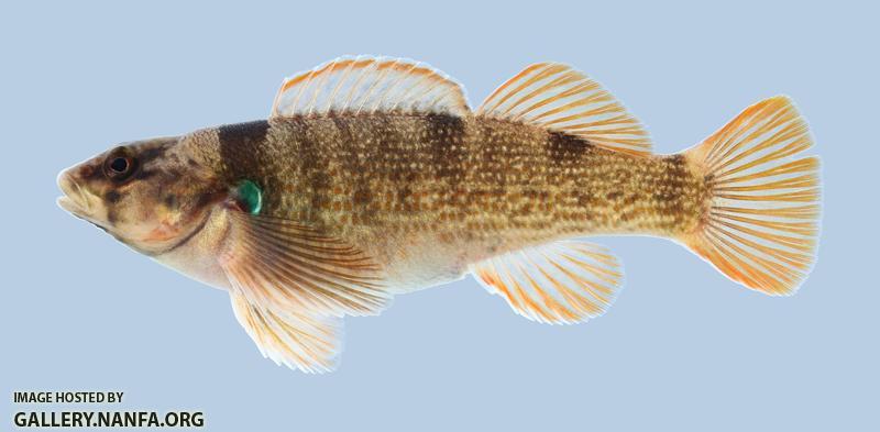 Etheostoma juliae Yoke Darter 2188
