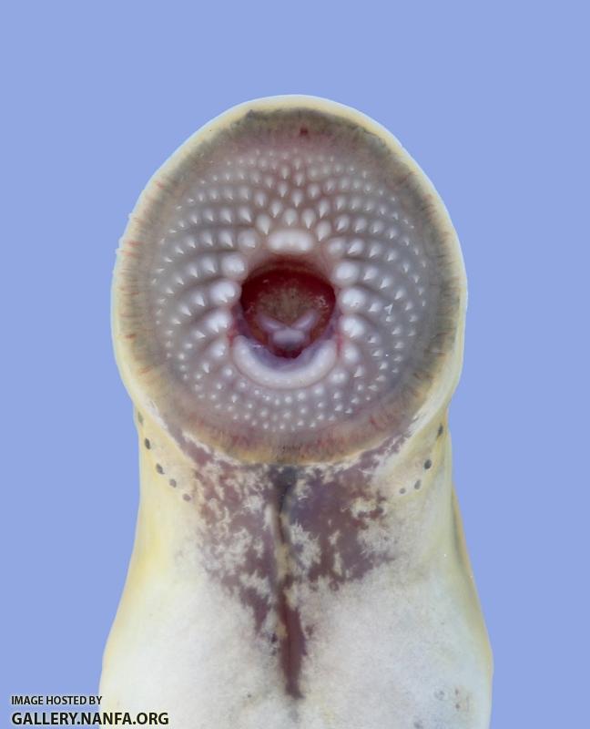 Ichthyomyzon gagei Southern Brook Lamprey 2058