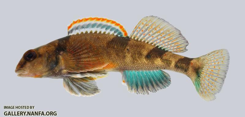 Etheostoma euzonum Arkansas Saddled Darter 230