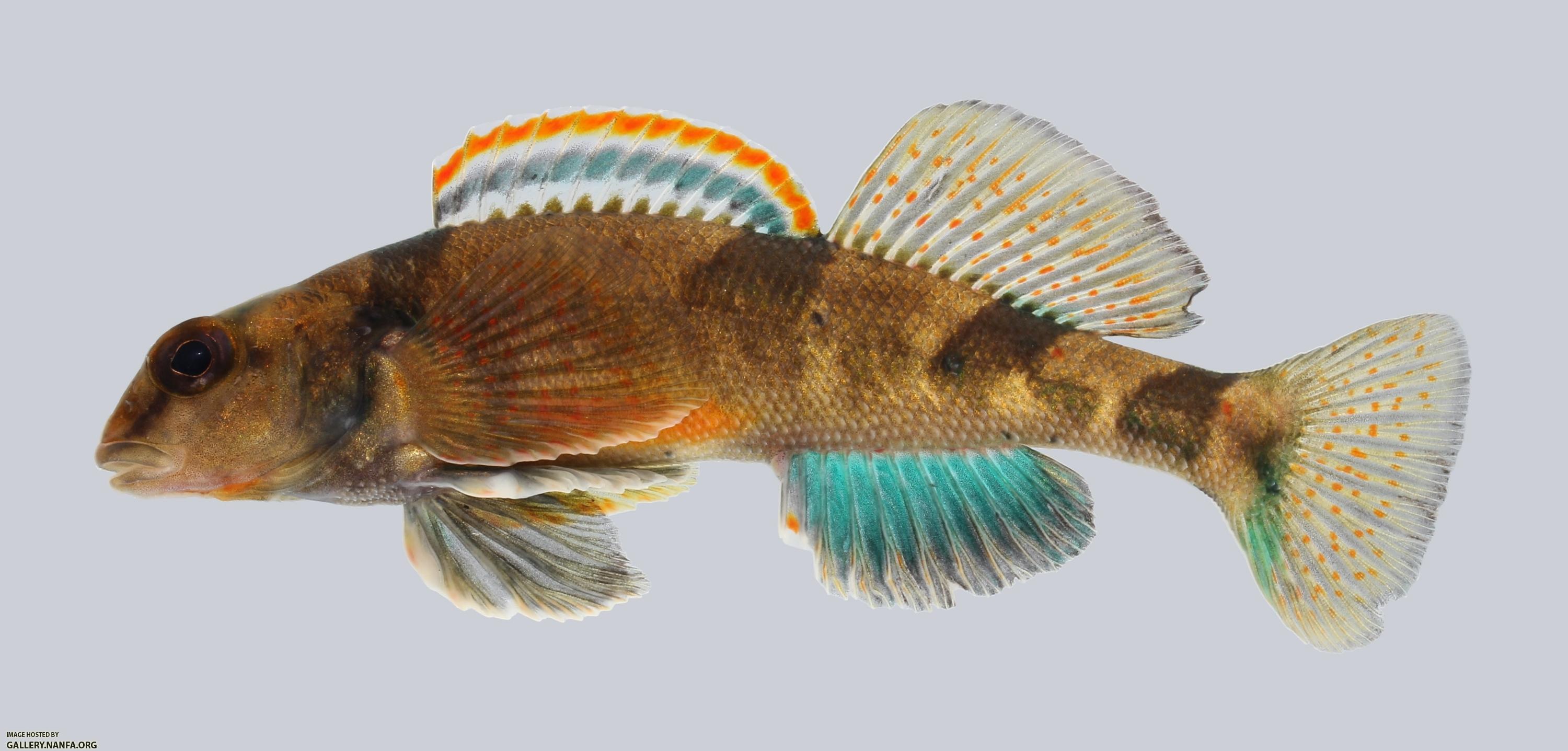 Etheostoma euzonum Arkansas Saddled Darter 230