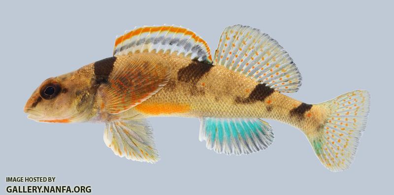Etheostoma euzonum Arkansas Saddled Darter 353
