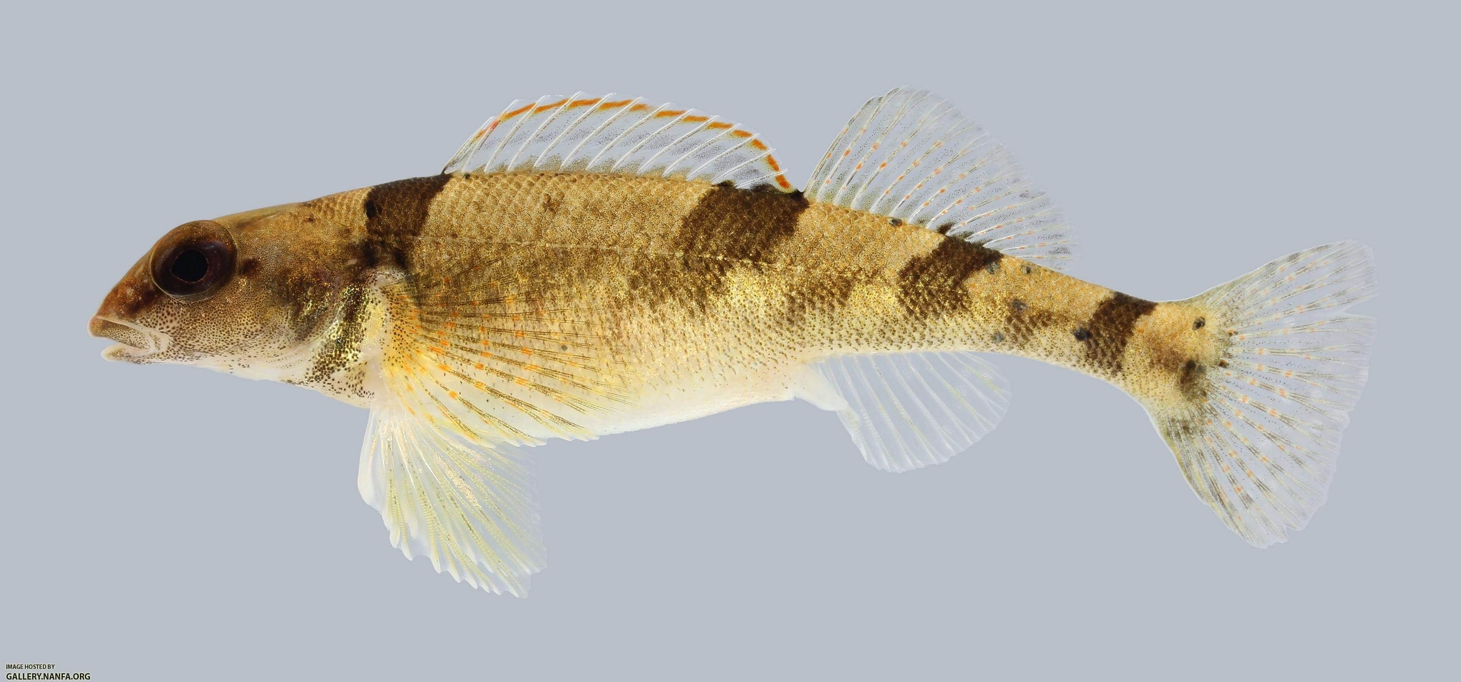 Etheostoma euzonum Arkansas Saddled Darter 296