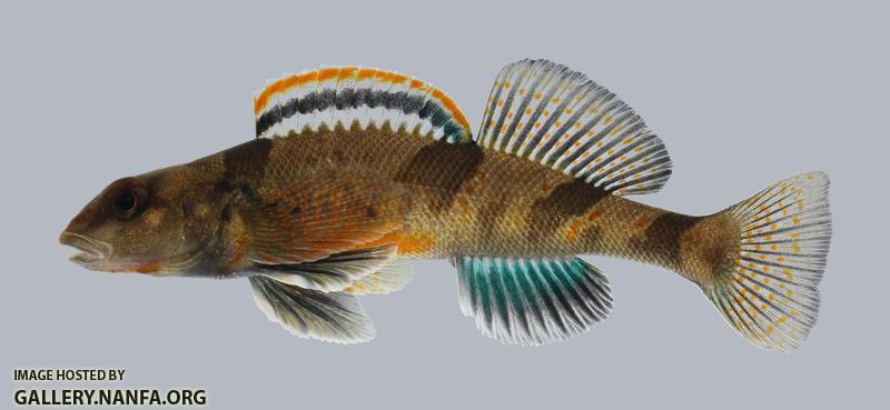 Etheostoma euzonum Arkansas Saddled Darter 464