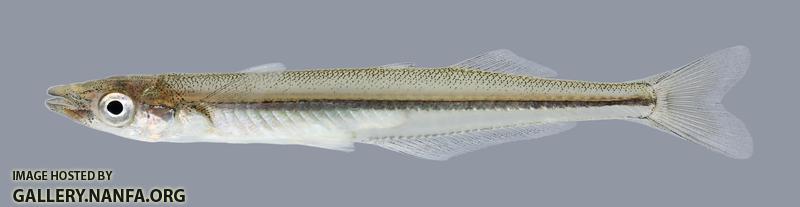 Labidesthes sicculus Northern Brook Silverside 700-1