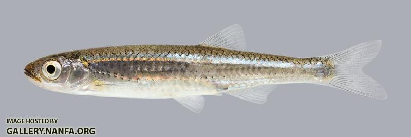 Notropis percobromus Carmine Shiner 764