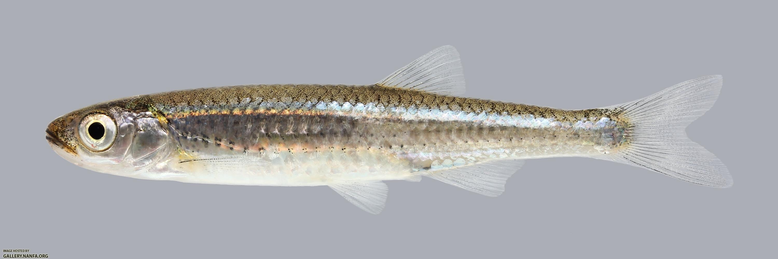 Notropis percobromus Carmine Shiner 764
