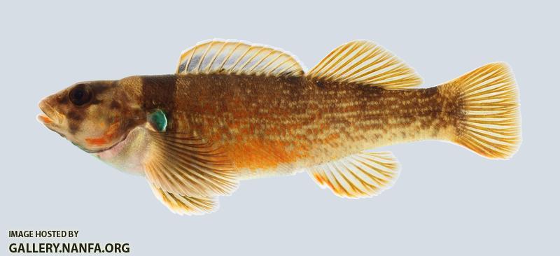 Etheostoma juliae Yoke Darter 572