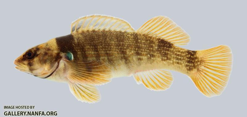 Etheostoma juliae Yoke Darter 633