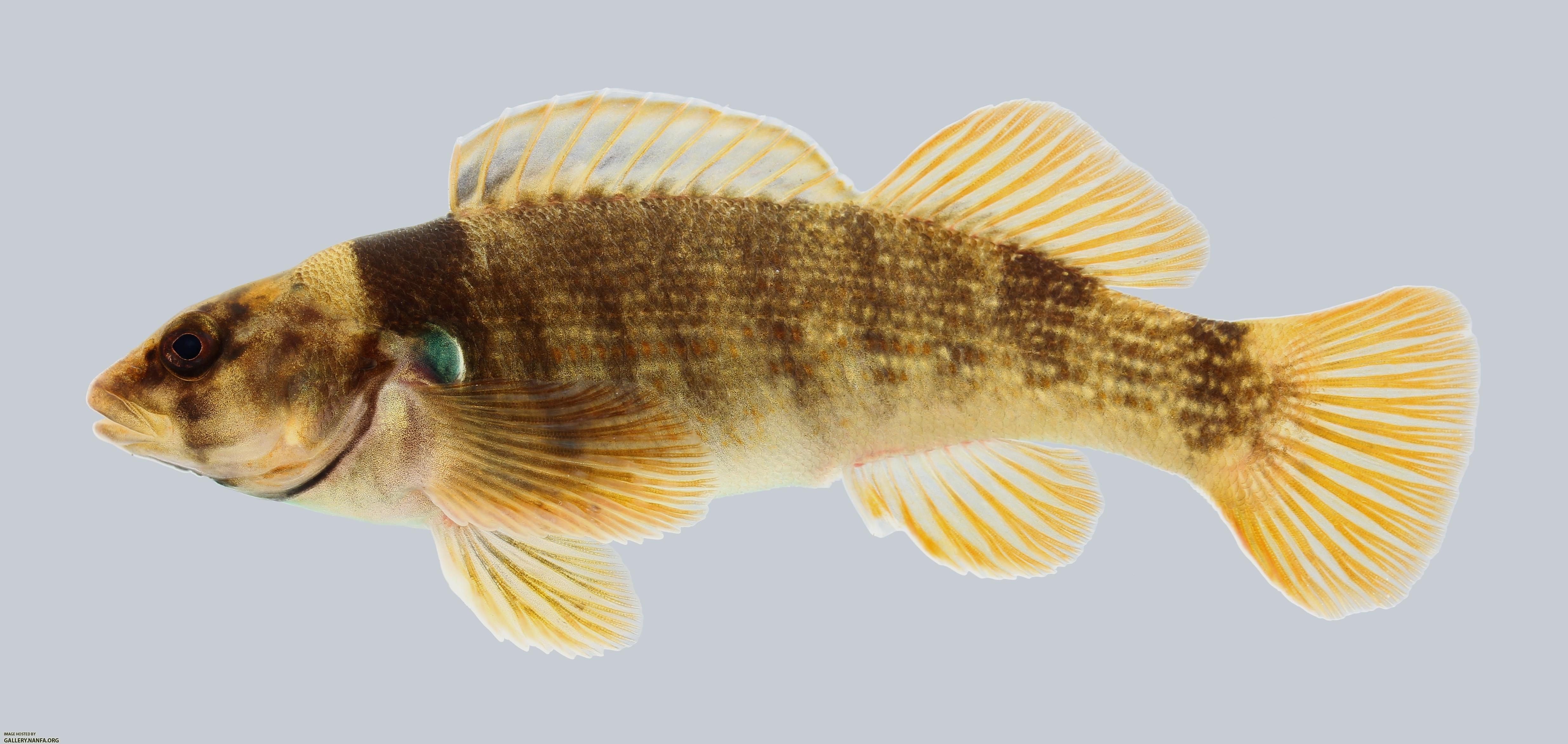 Etheostoma juliae Yoke Darter 633