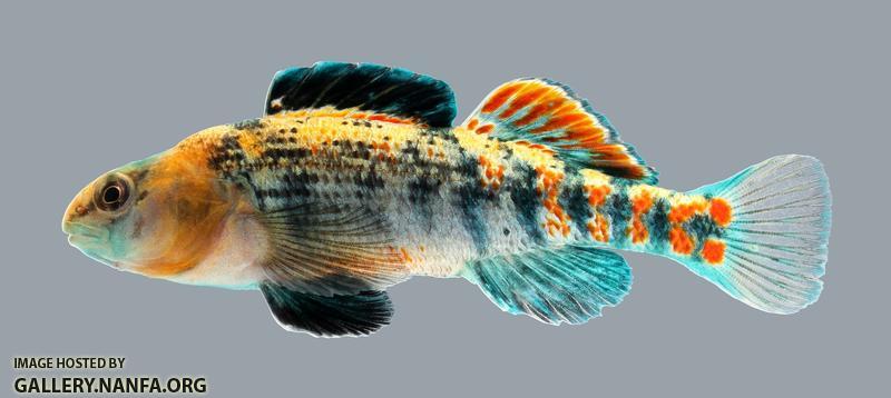 Etheostoma spectabile Orangethroat Darter 3916