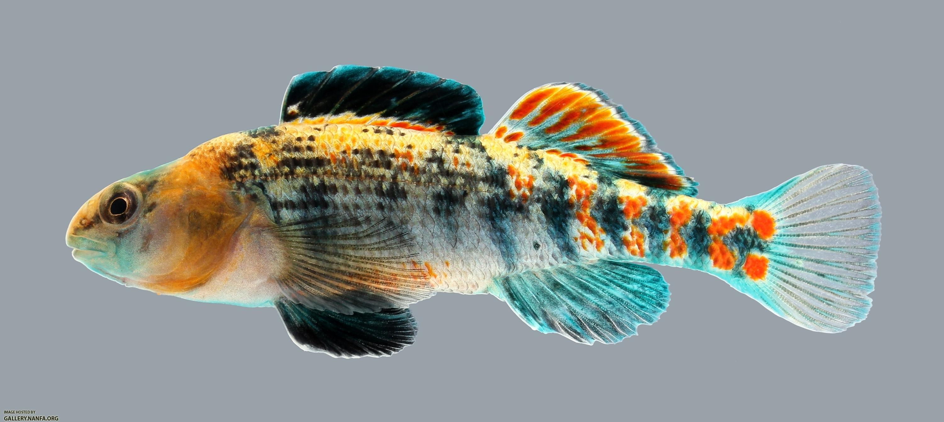 Etheostoma spectabile Orangethroat Darter 3916
