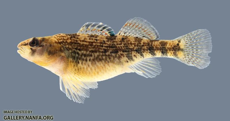 Etheostoma spectabile Orangethroat Darter 4169