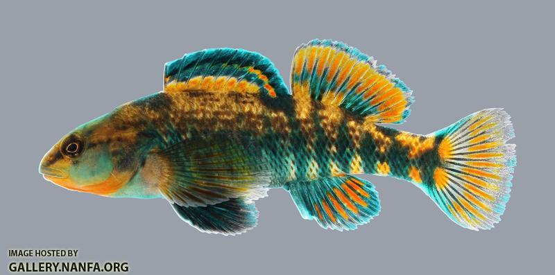 Etheostoma caeruleum Rainbow Darter 2890