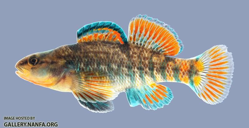 Etheostoma caeruleum Rainbow Darter 718