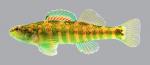 Etheostoma zonale Banded Darter 109