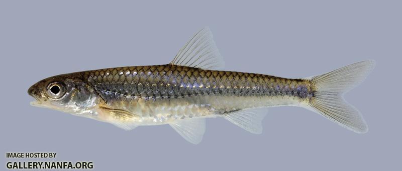 Notropis stramineus Sand Shiner 421