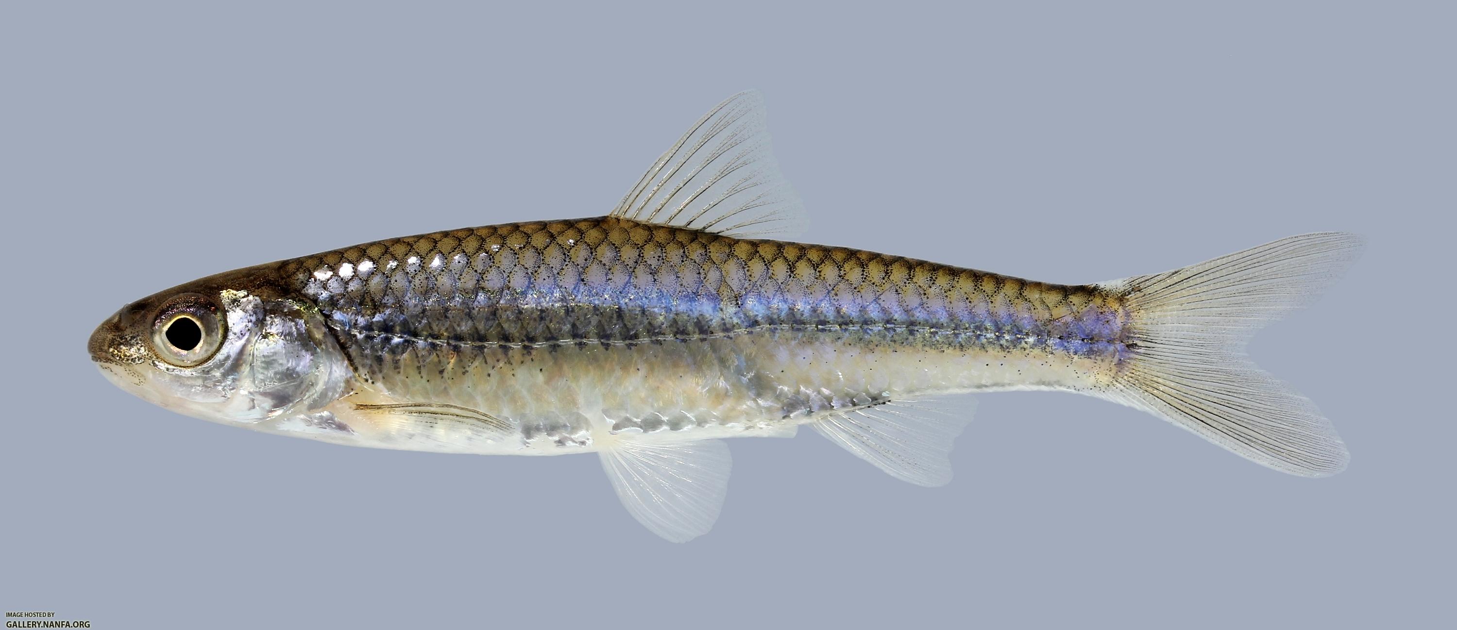 Notropis stramineus Sand Shiner 661