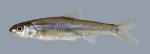 Notropis stramineus Sand Shiner 1005